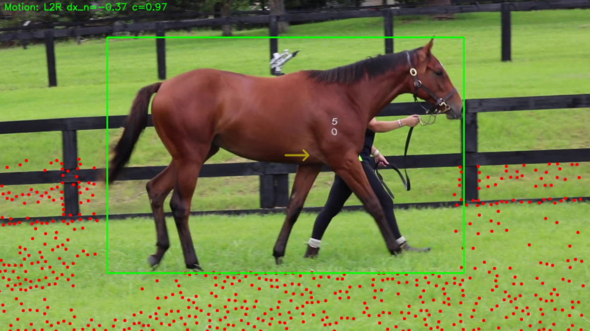 Horse Video Auto Clipper